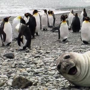 Meet your Posher, Ann